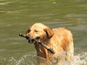 retriever botot hoz ki a folyóból