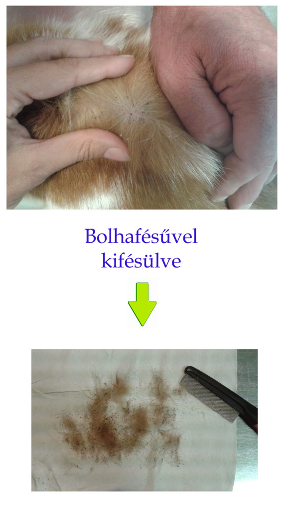 Cica szőre közt bolha ürülékek, majd kifésülve a szőr közt bolhák