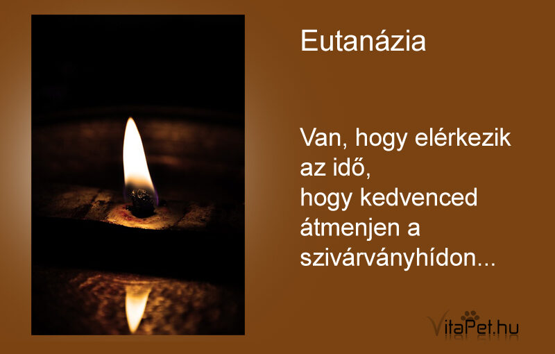 Eutanázia (végleges elaltatás) az állatorvos szemével