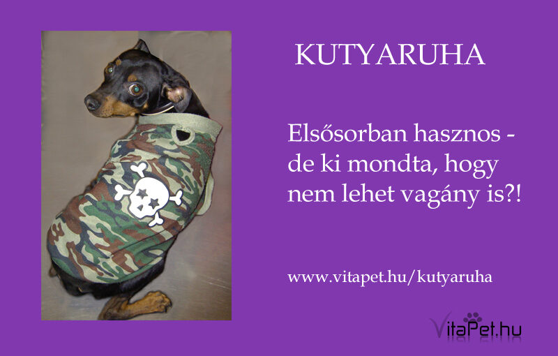 pinscher kutyaruhában